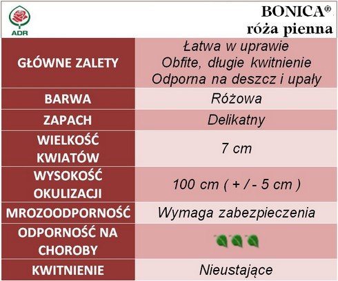 Bonica róże pienne